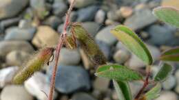 Sivun Indigofera hirsuta L. kuva