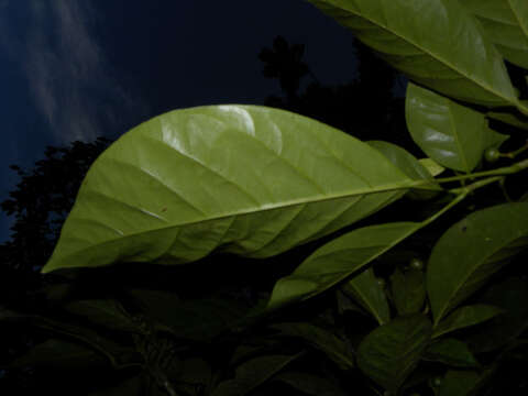 Imagem de Dendropanax caucanus (Harms) Harms