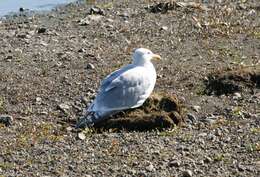 Image of Larus Linnaeus 1758