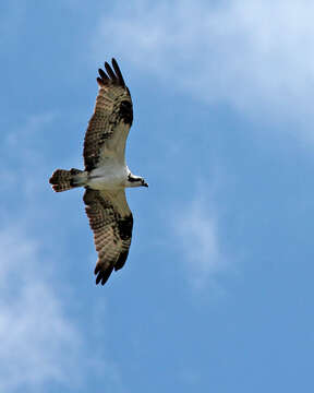 Image of ospreys