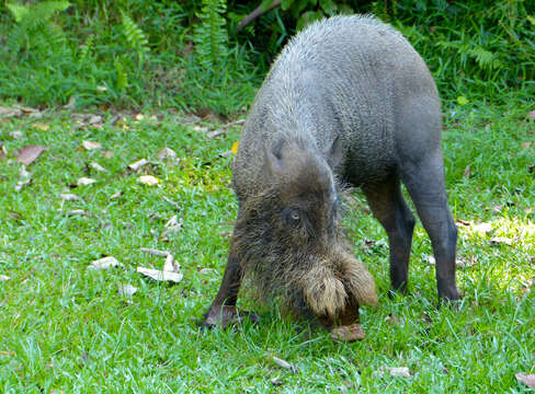 Image of Bearded Pig