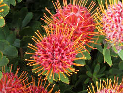 Image of red pincushion-protea