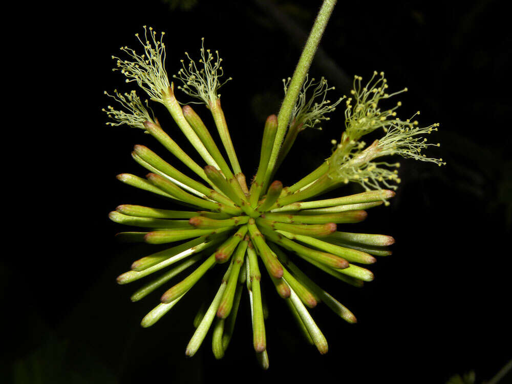 Image of Cojoba sophorocarpa (Benth. & Hook. fil.) Britton & Rose