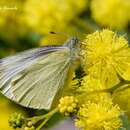 Image of Pieris mannii alpigena