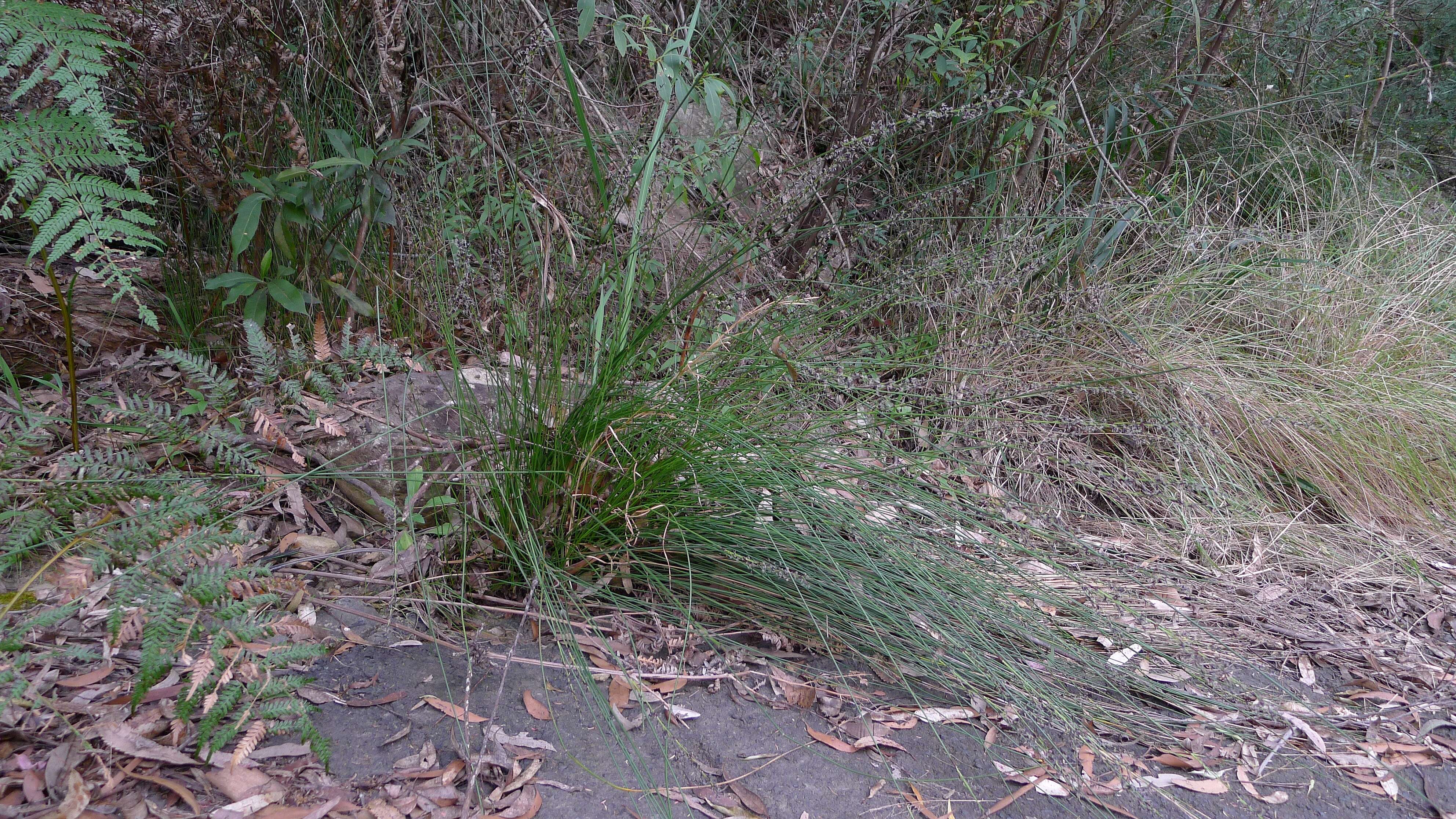 Image of bog-rush