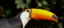 Image of Toco Toucan