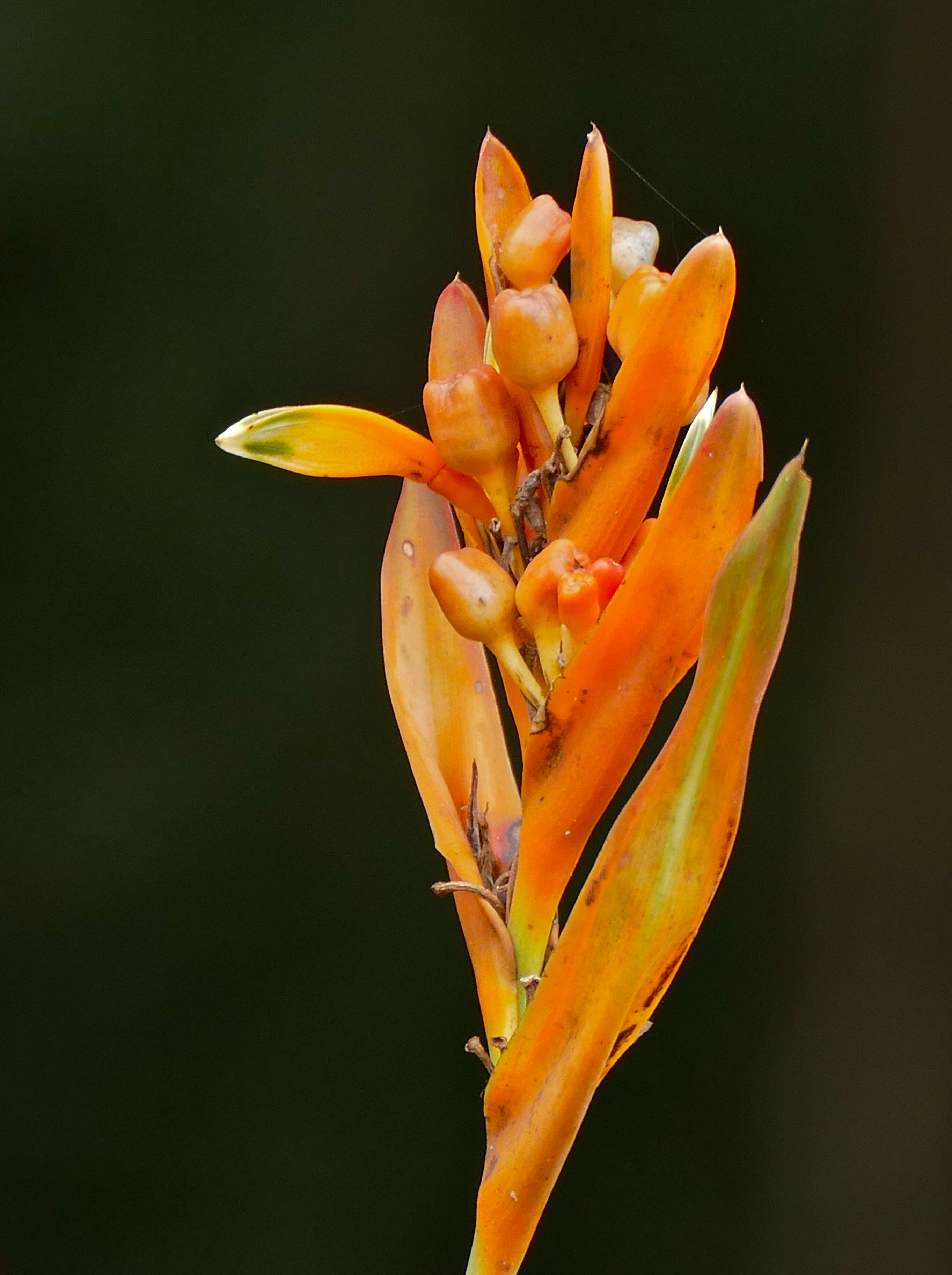 Image of parakeetflower