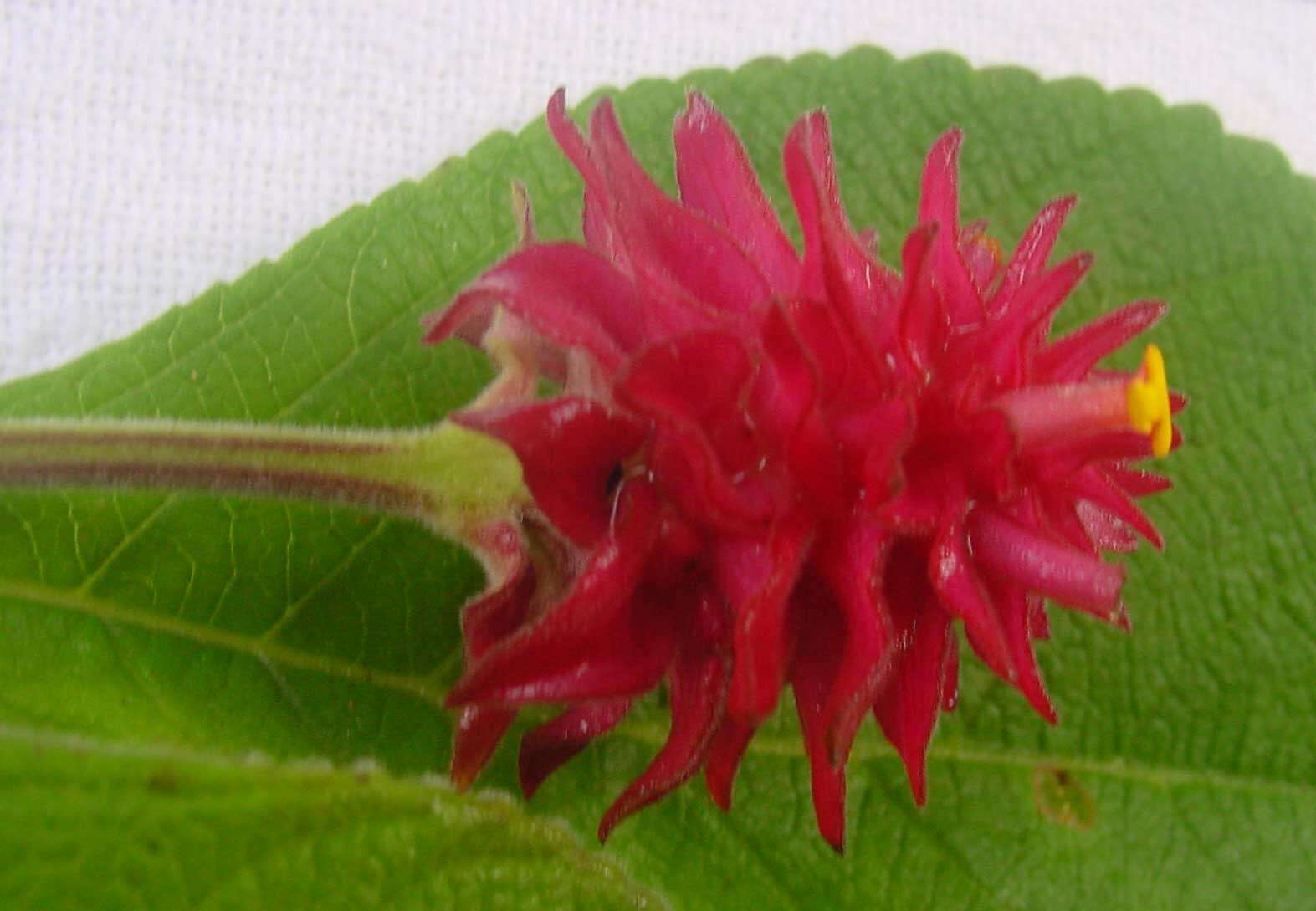 Plancia ëd Lippia macrophylla Cham.