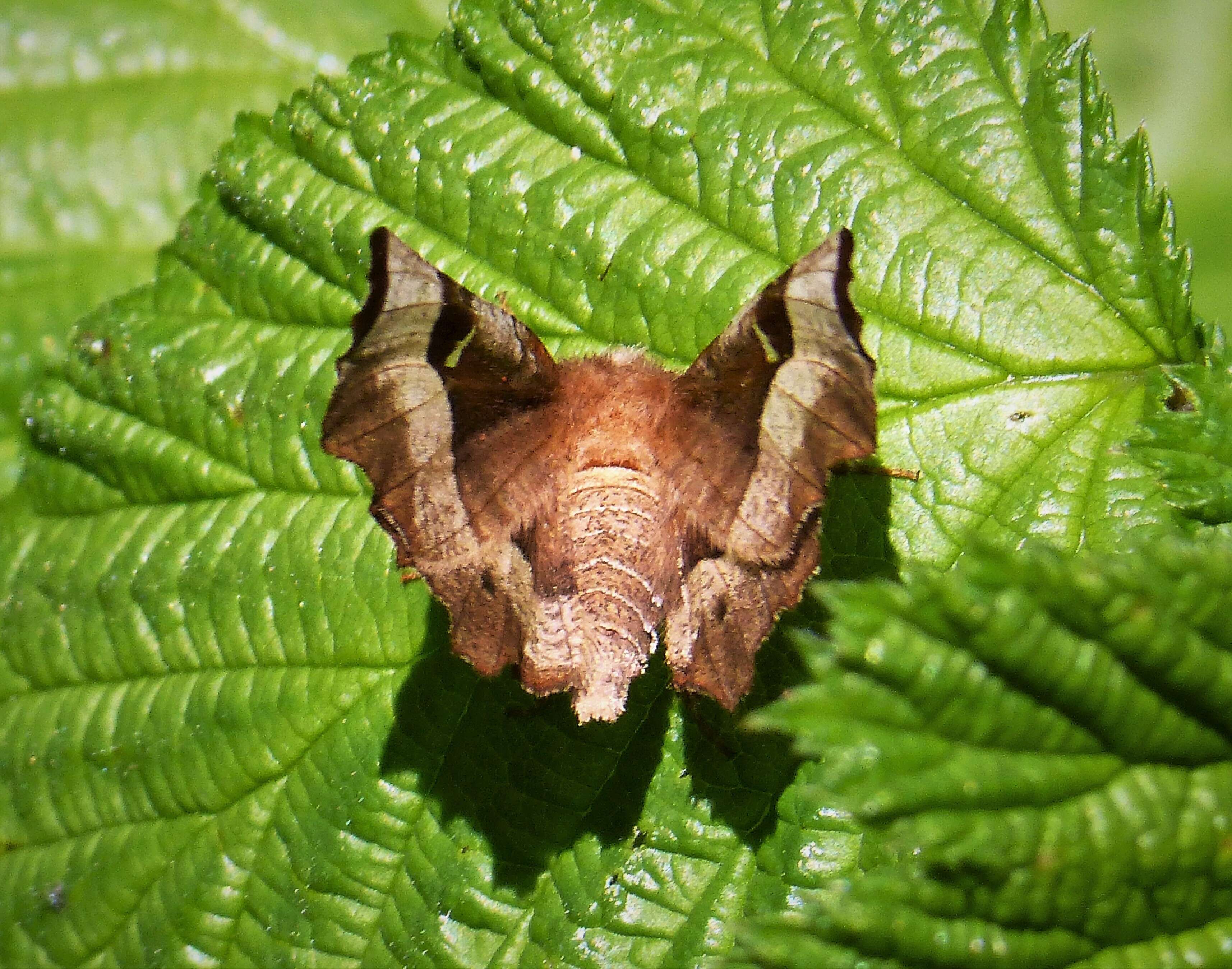 Image of purple thorn