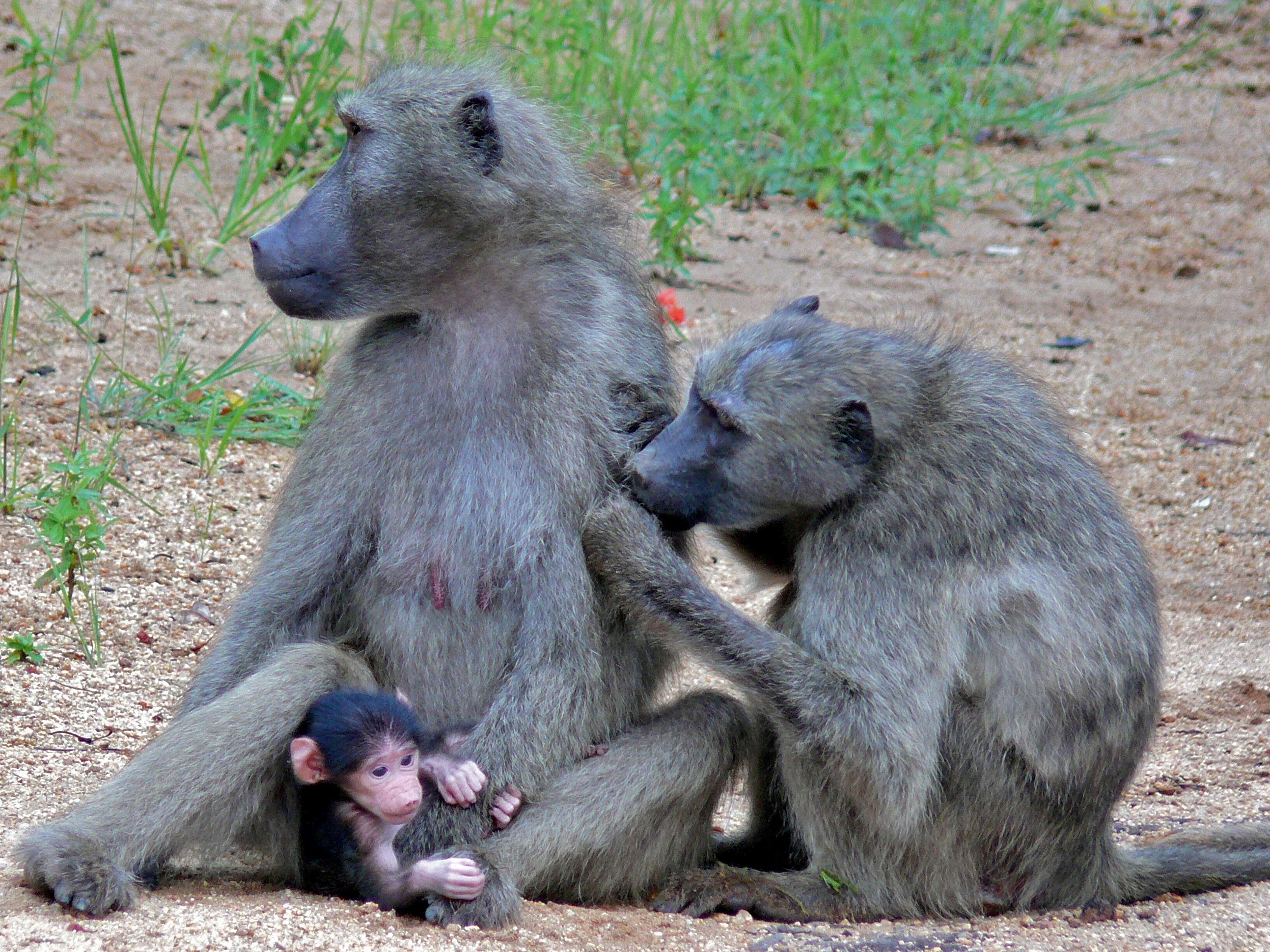 Image de Babouin chacma