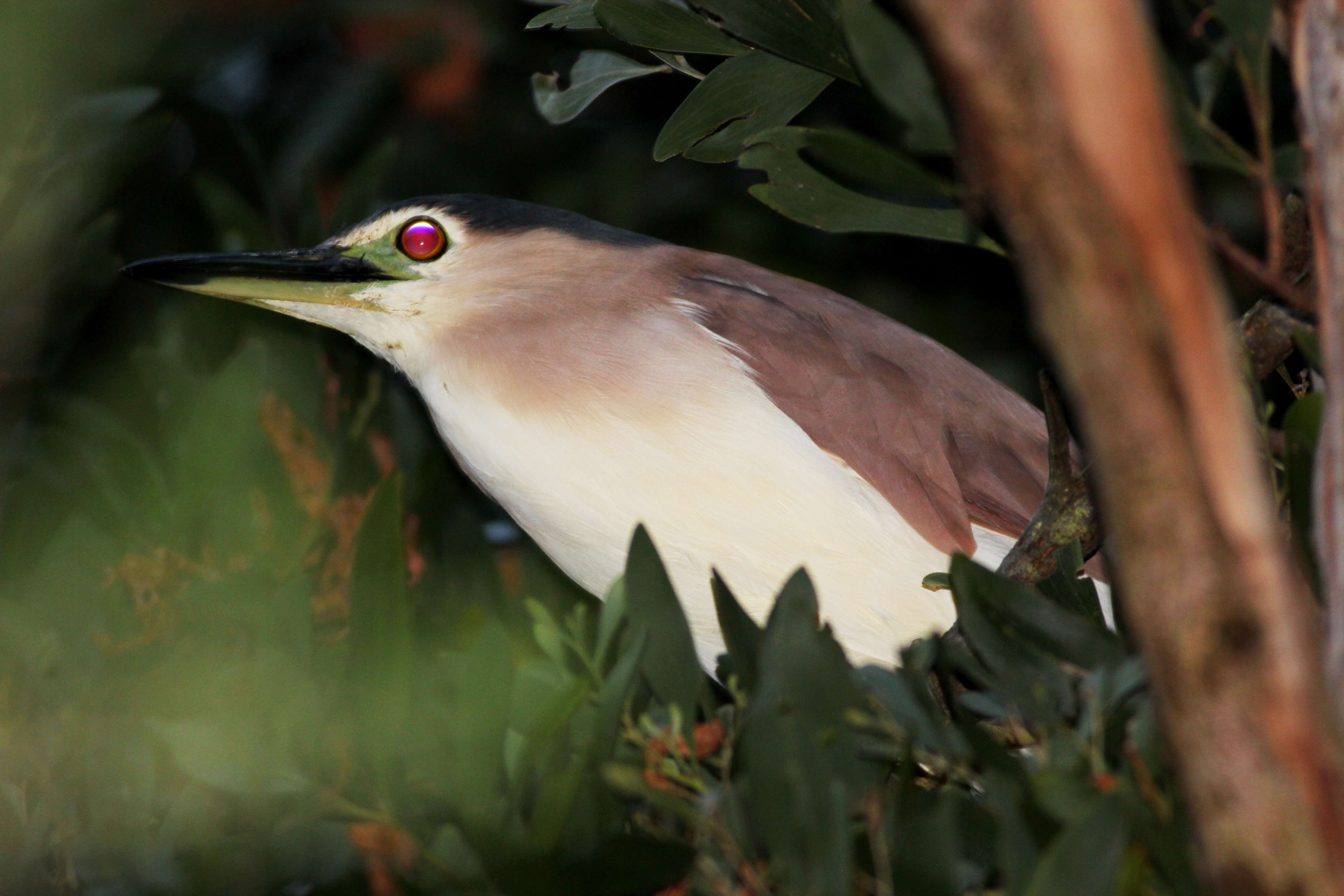 Image of Night Herons