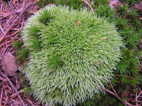 Image of leucobryum moss