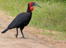 Image de Bucorvidae