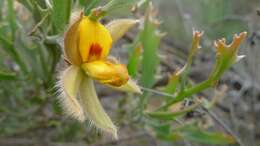 Image of Jacksonia floribunda Endl.