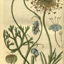 Image of Trachymene coerulea R. Grah.