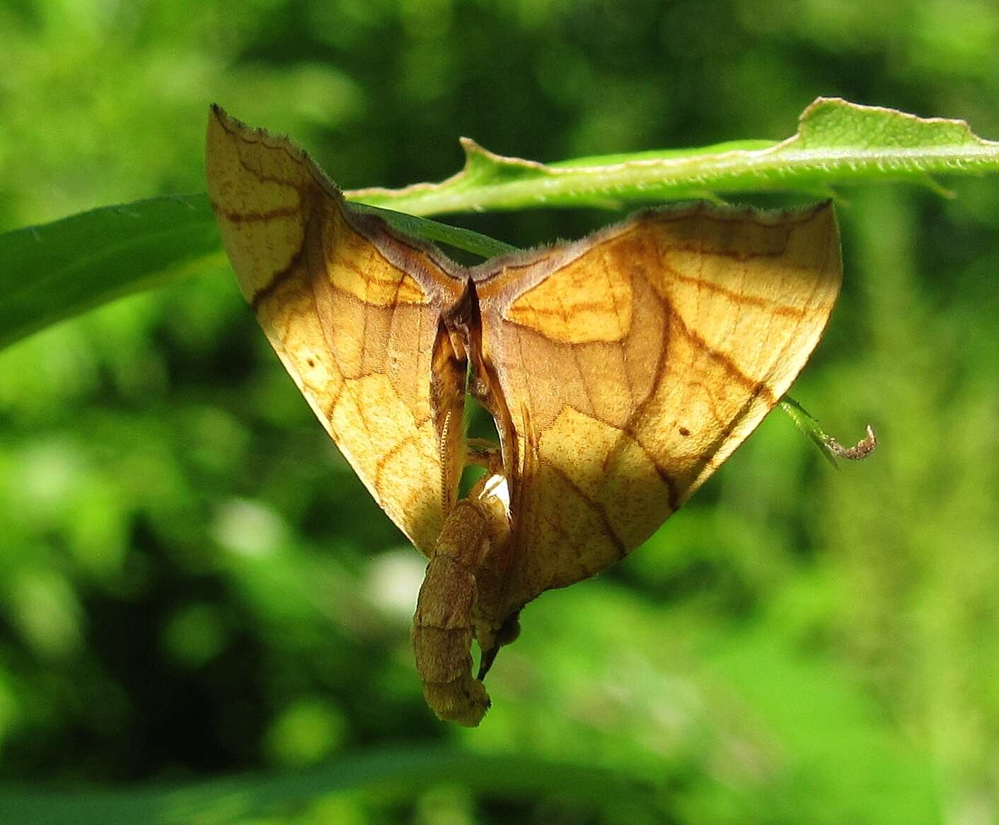 Image of Eulithis