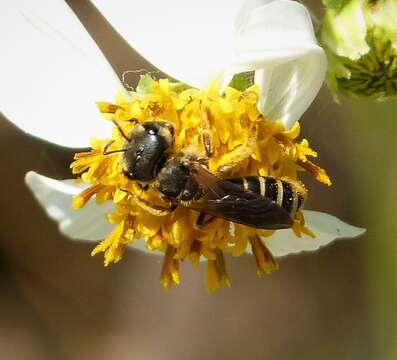 Image of Halictus poeyi Lepeletier 1841