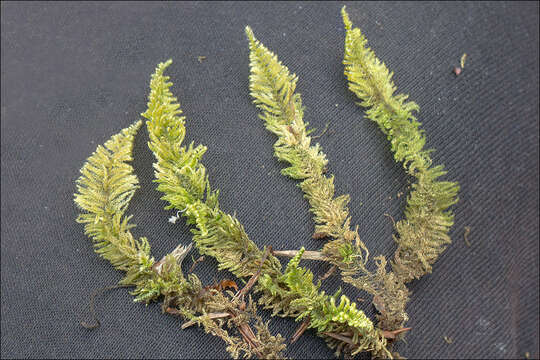 Image of ctenidium moss