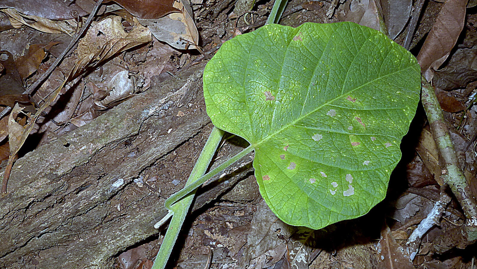 Image of Ipomoea philomega (Vell.) House