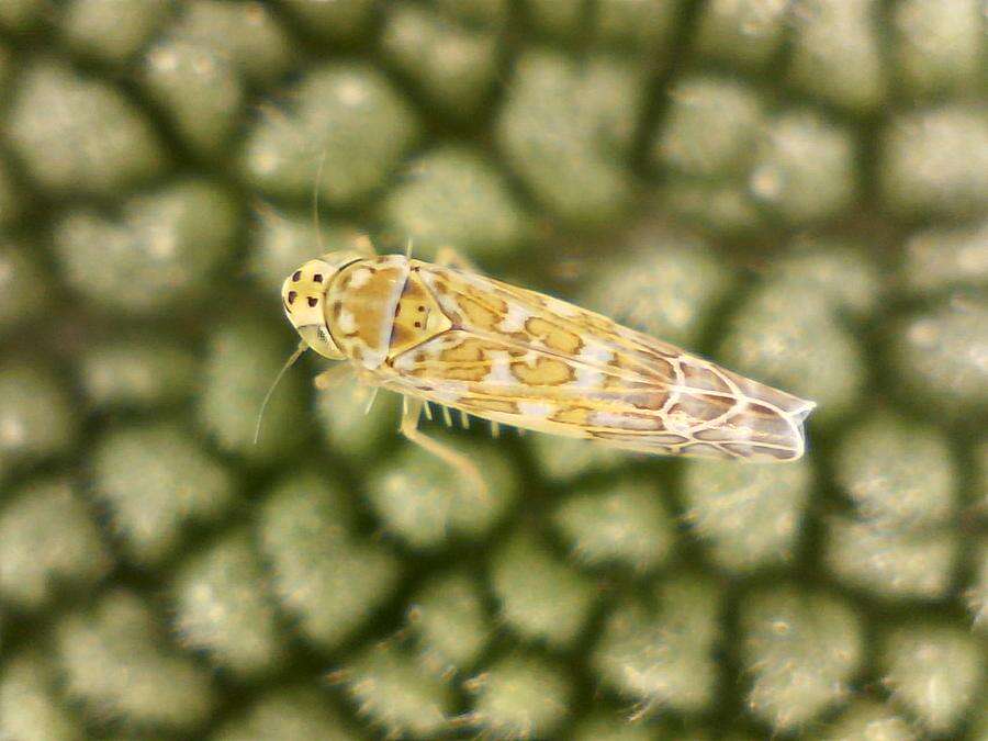 Image of Eupteryx