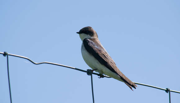 Image of Tachycineta Swallows