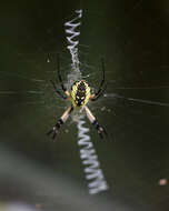 Image of Argiope