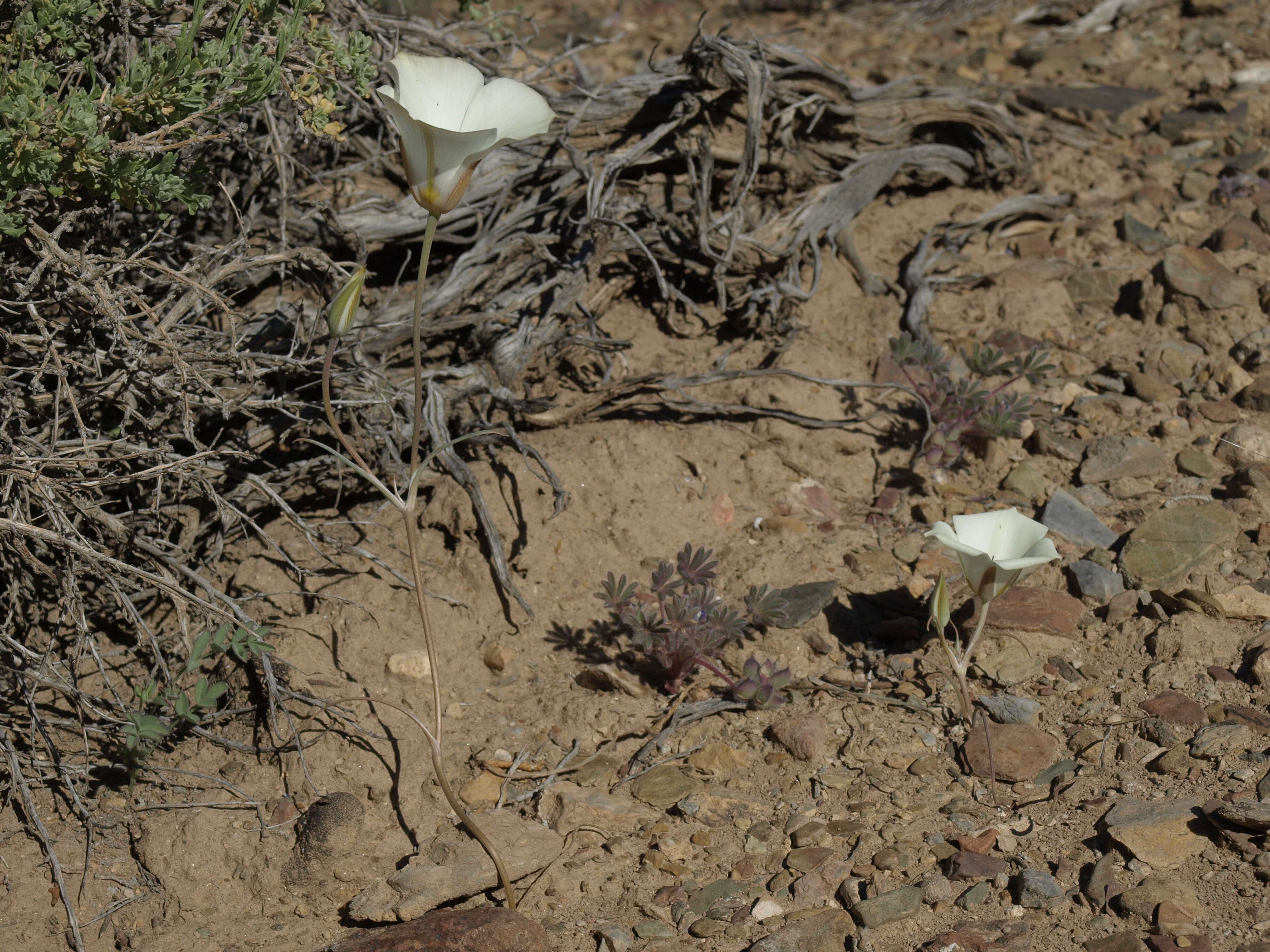 Image de Calochortus bruneaunis A. Nelson & J. F. Macbr.