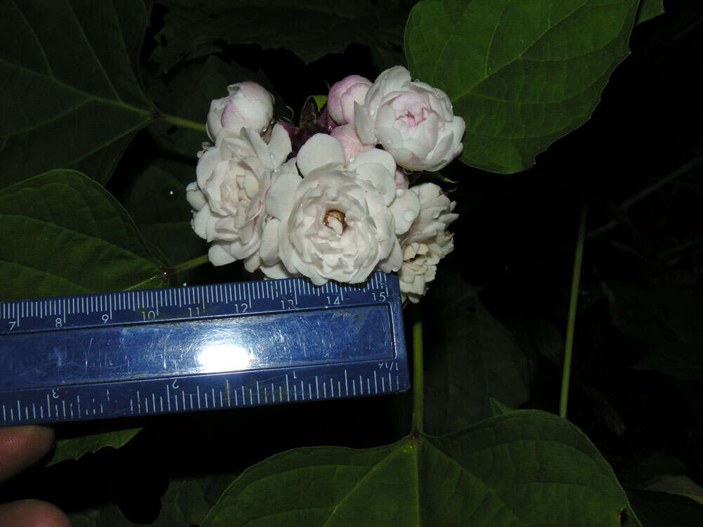 Clerodendrum philippinense Elmer的圖片