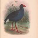 Image of Australasian Swamphen