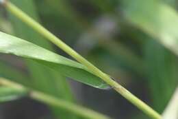 Image of Eastern Bottle-Brush Grass