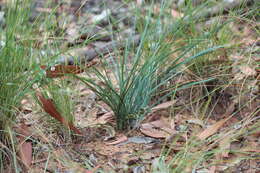 Image of Many flowered mat-rush