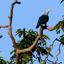 Image of Green Imperial Pigeon