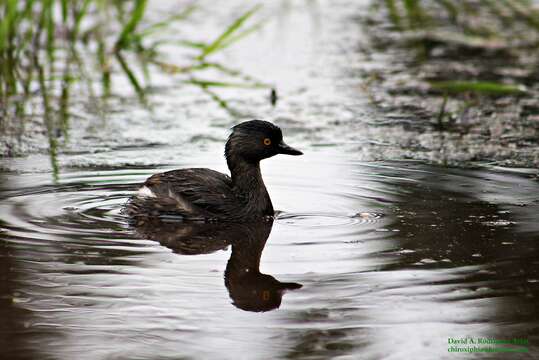 Image of Least Grebe