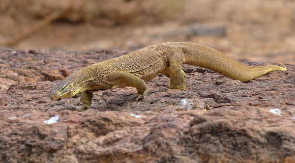 Image of Argus Monitor