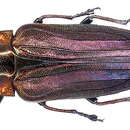 Image of Belionota fulgidicollis Gestro 1877