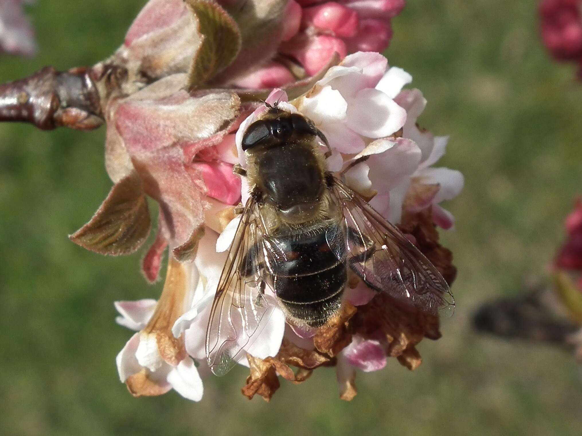 Image of Eristalis