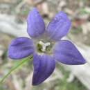 Image of Wahlenbergia victoriensis P. J. Sm.