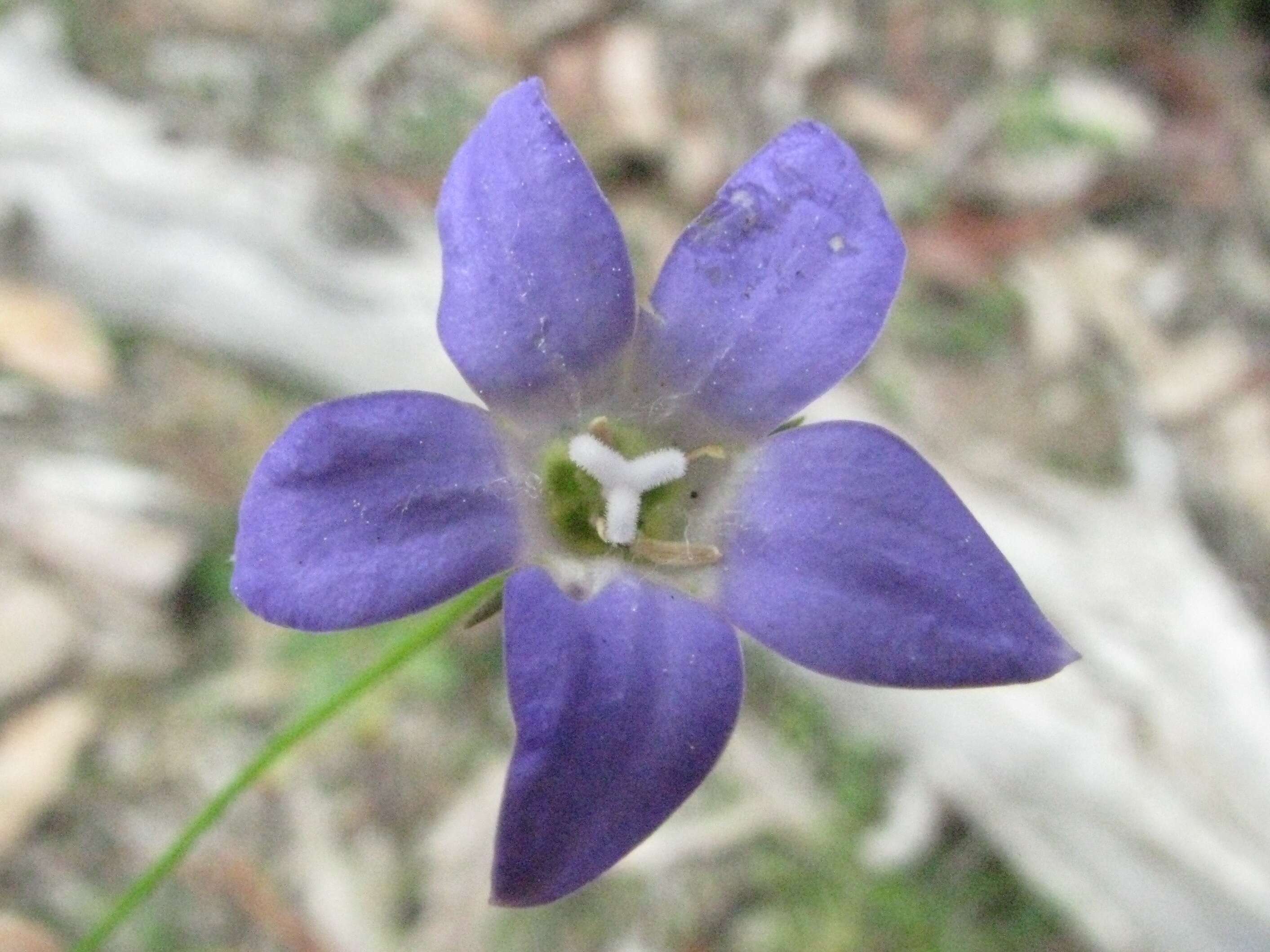 صورة Wahlenbergia victoriensis P. J. Sm.