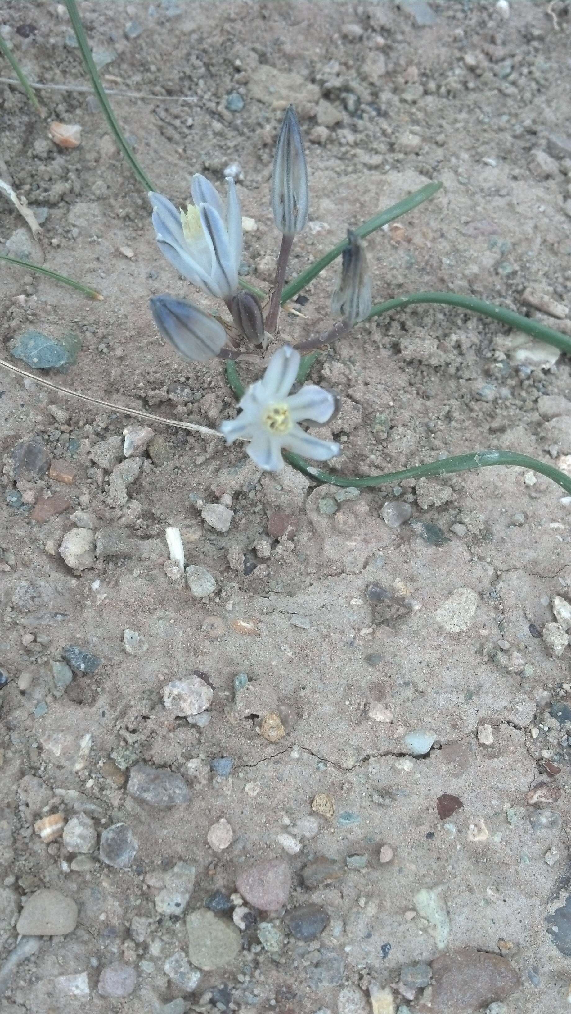 Image of funnel lily