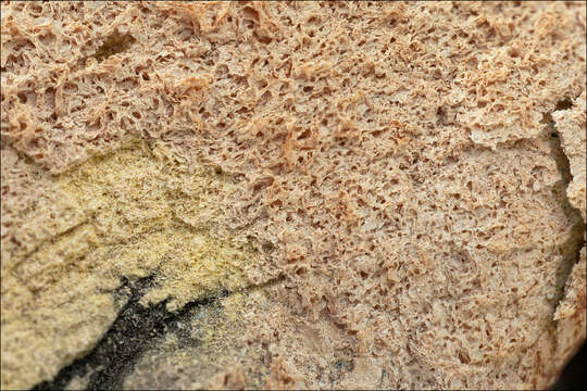 Image of Dog vomit slime mold