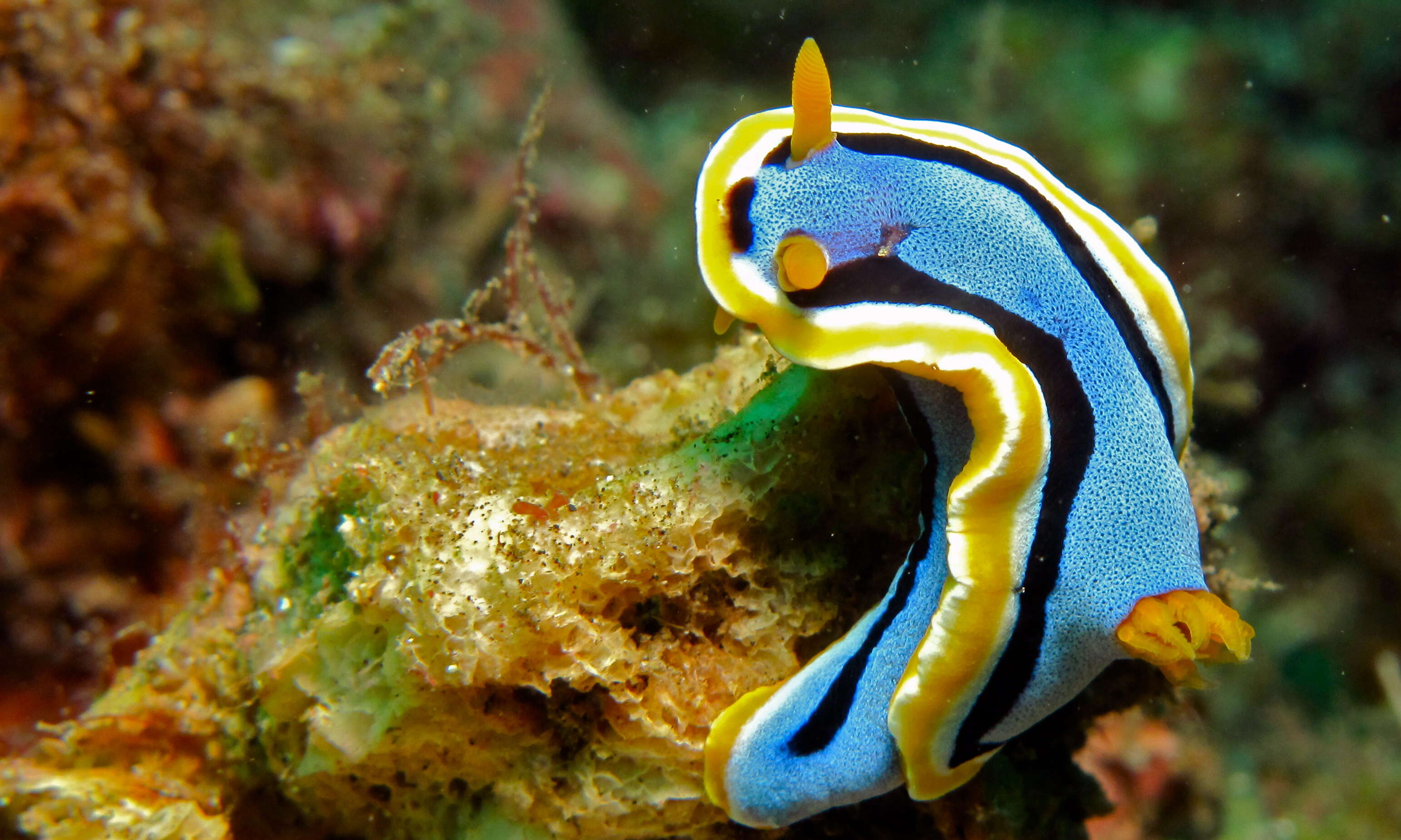 Image of Chromodoris annae Bergh 1877