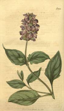 Image of large-flowered selfheal