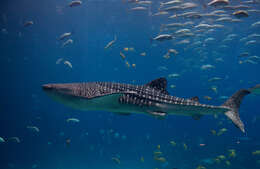 Image of whale sharks