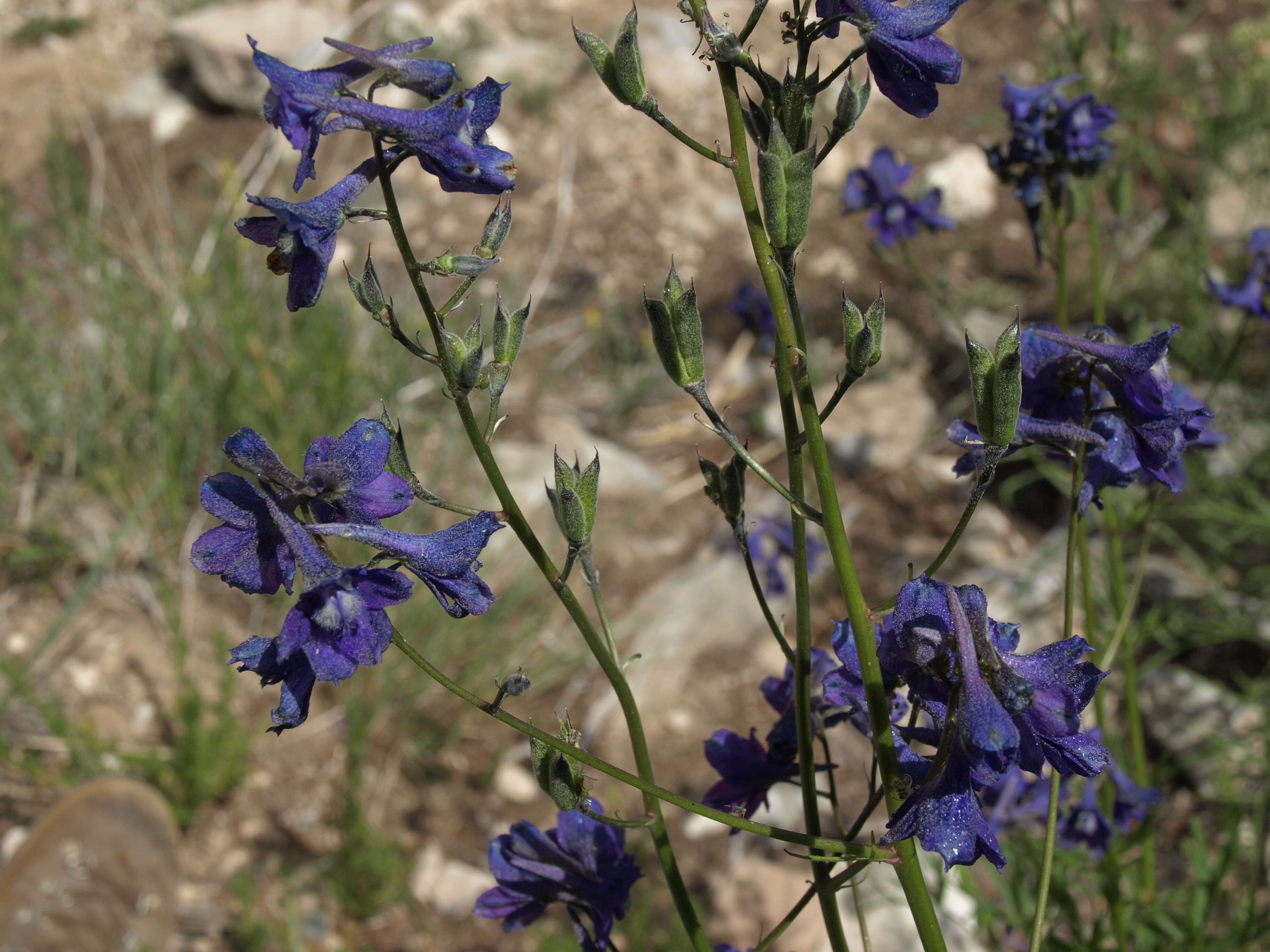 Image of mountain marsh larkspur