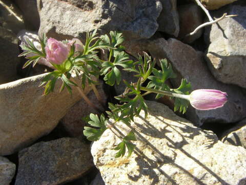 Anemone tuberosa Rydb. resmi