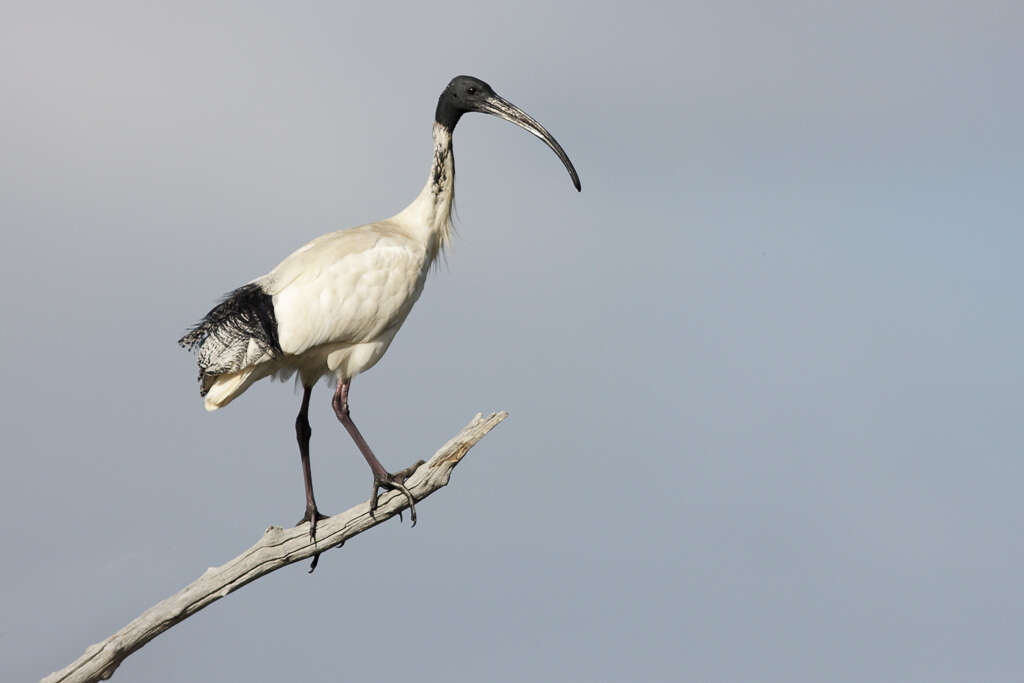 Threskiornis molucca (Cuvier 1829) resmi