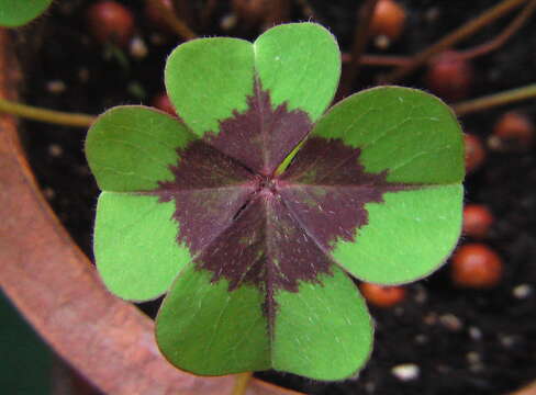 Image of Four-leaved Sorrel