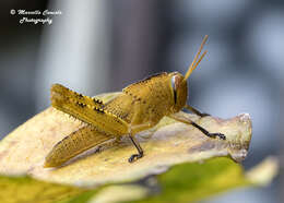 Image of egyptian grasshopper, tree locust