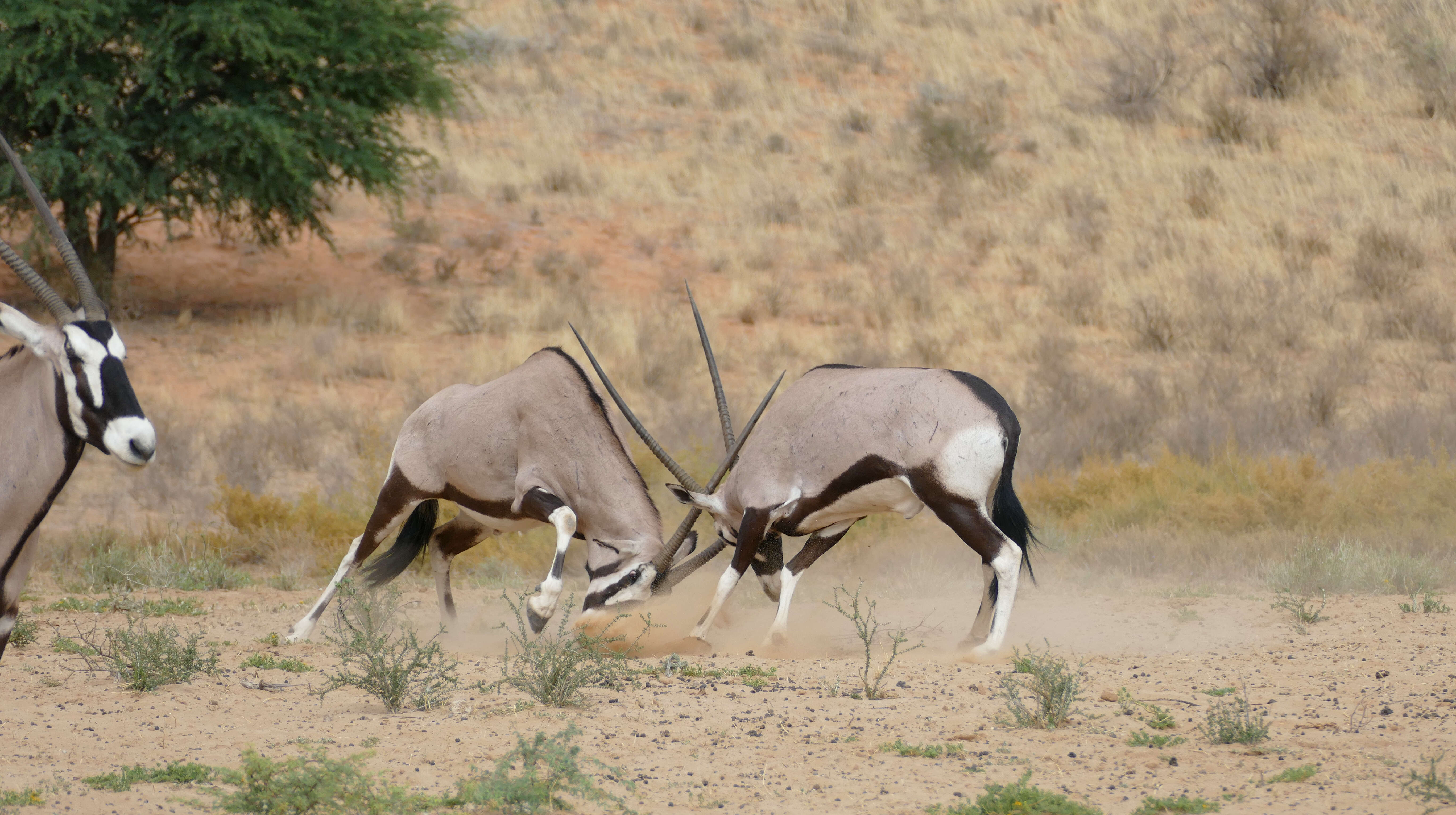 Image of Oryxes