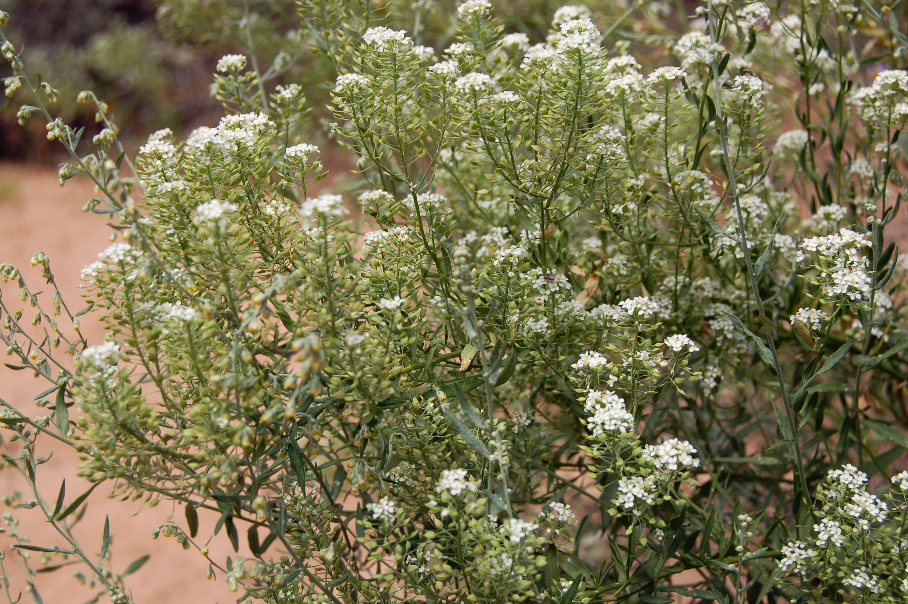 Image of Peppercresses